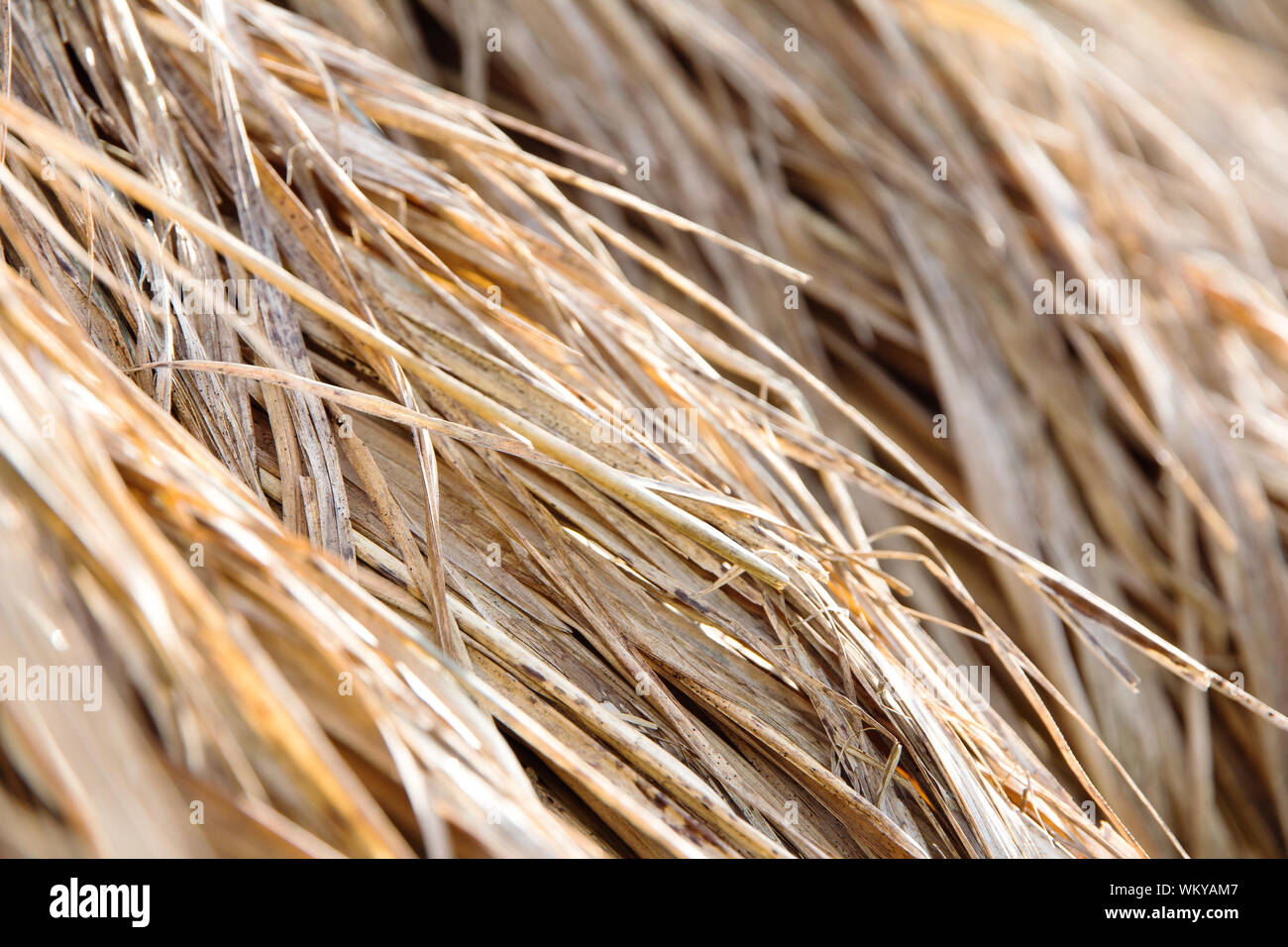 close up of rice straw in farm Stock Photo - Alamy
