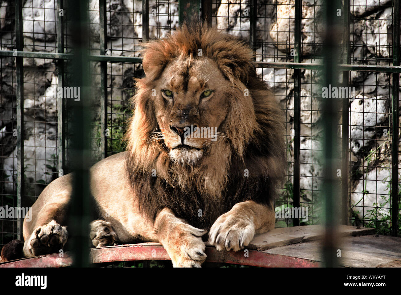 Lion In Cage Stock Photo - Alamy