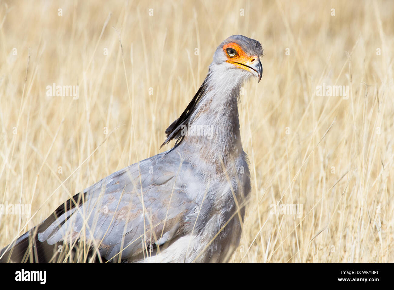 A Secretary Bird in the Kgalagadi Transfrontier Park, South Africa Stock Photo