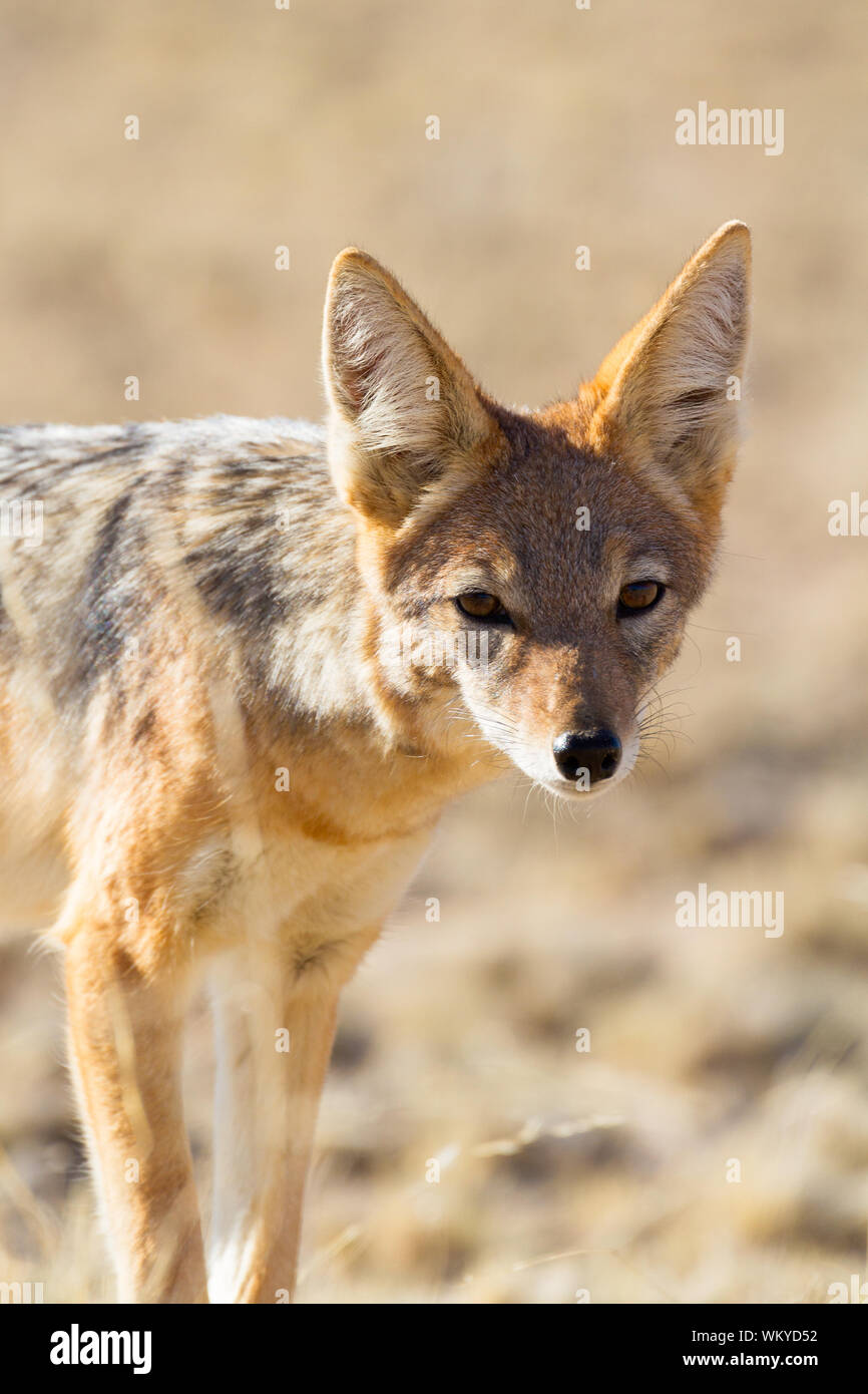 A black backed jackal is cautious when approaching us Stock Photo