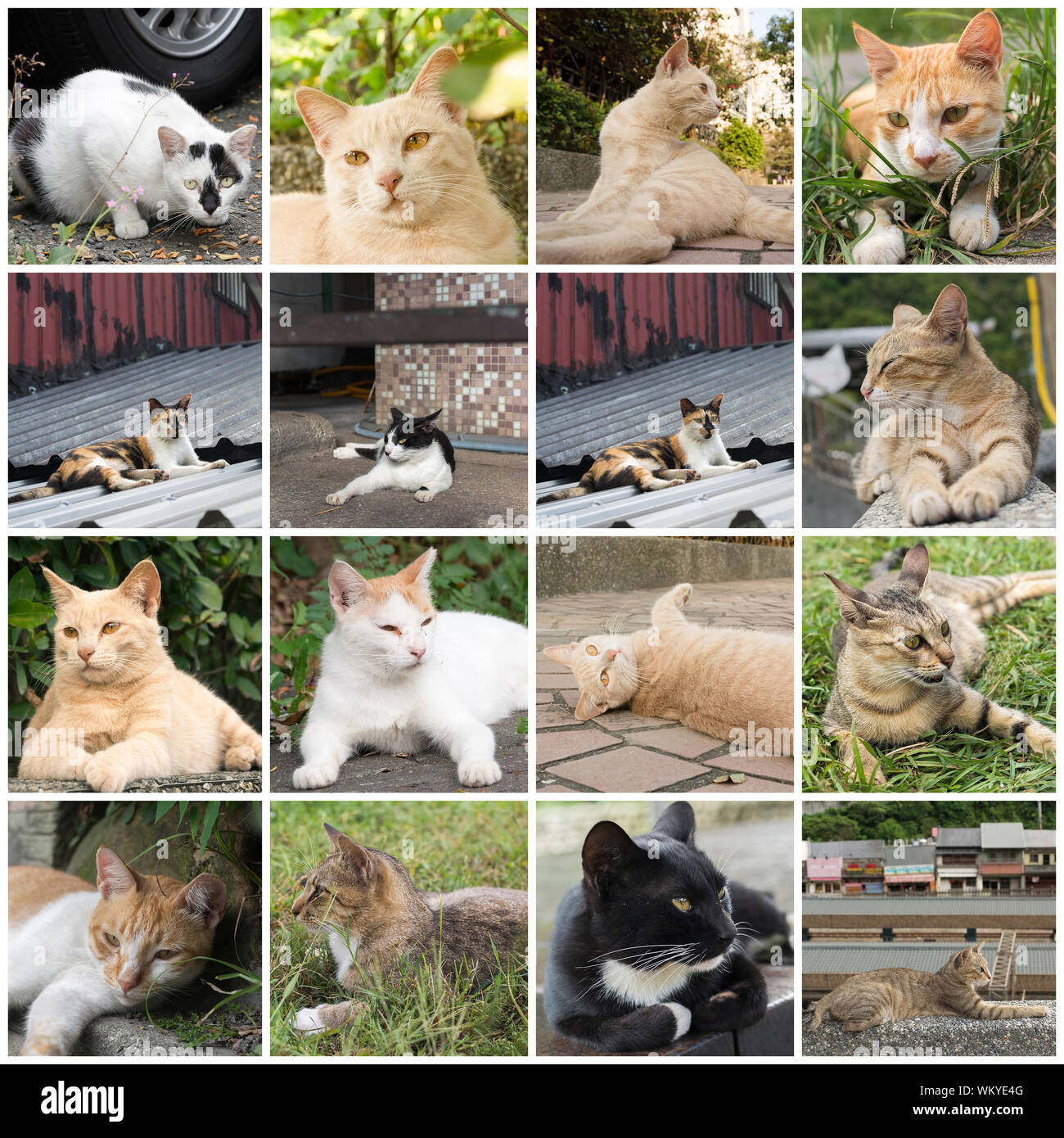 Ginger tabby cat lying in the corner to rest in the cat village of Houtong, Taiwan Stock Photo