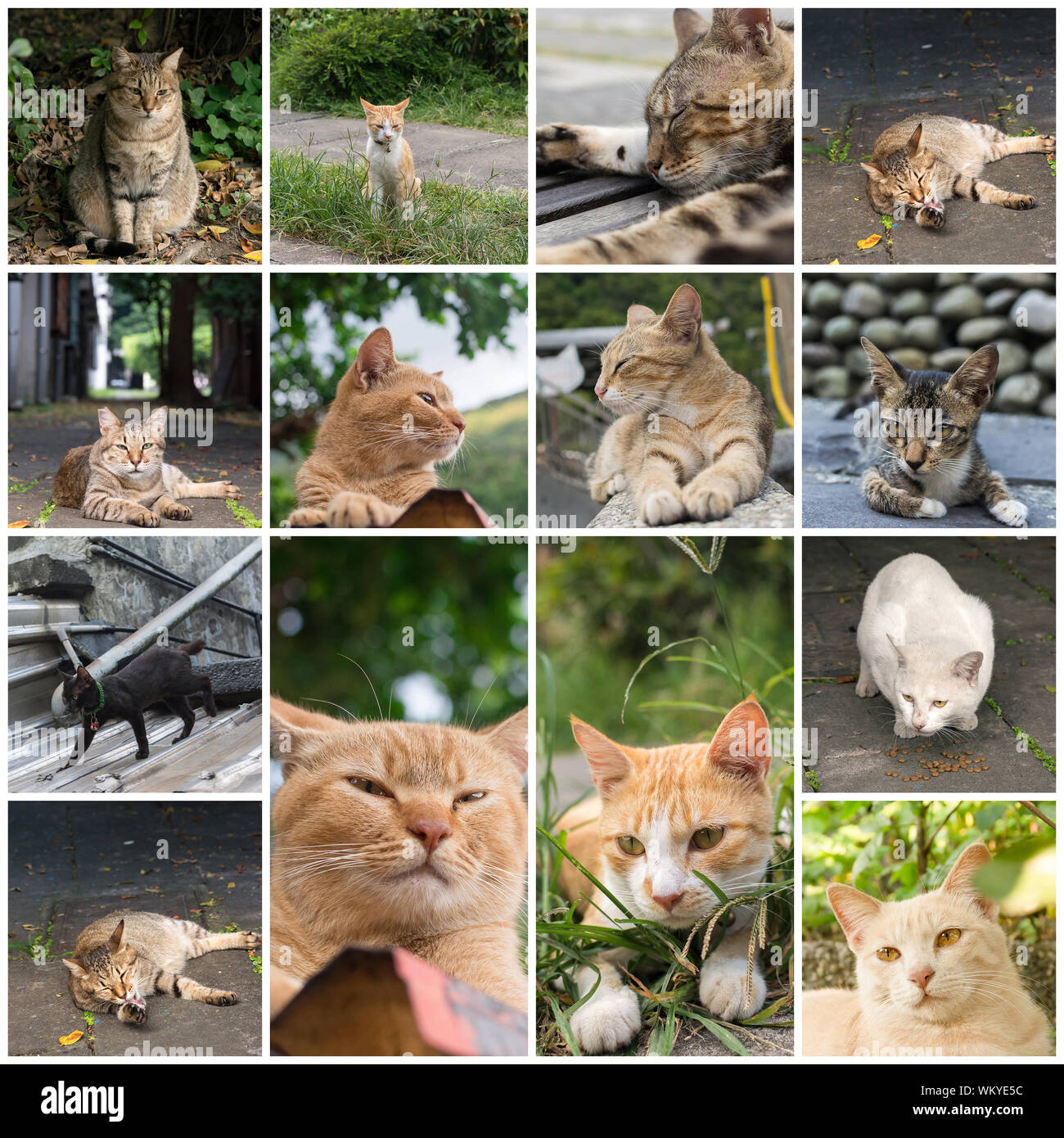 Stray tabby cat lay on ground in the street Stock Photo - Alamy
