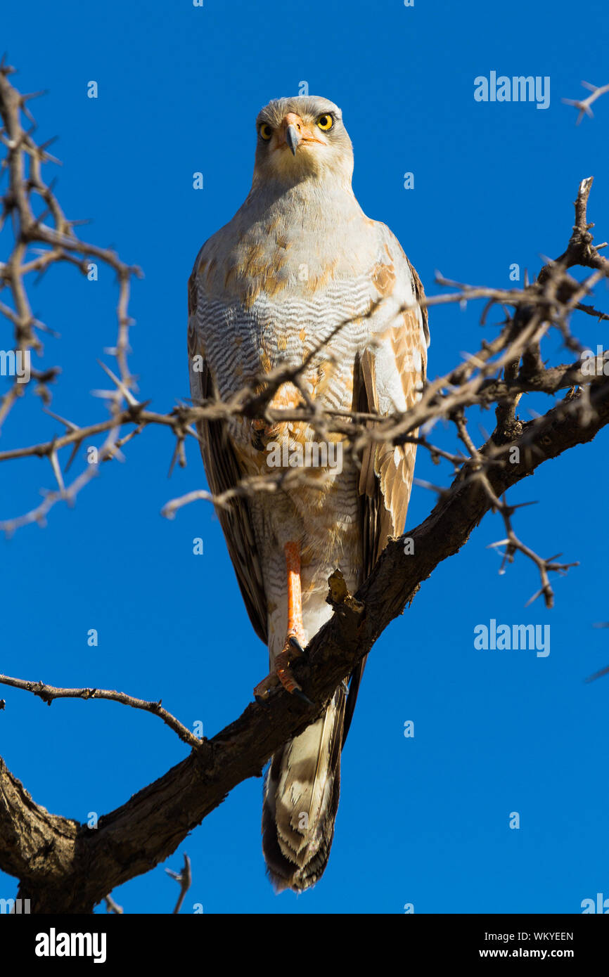 A Goshawk in the treetops of Kgalagadi Transfrontier Park, South Africa Stock Photo