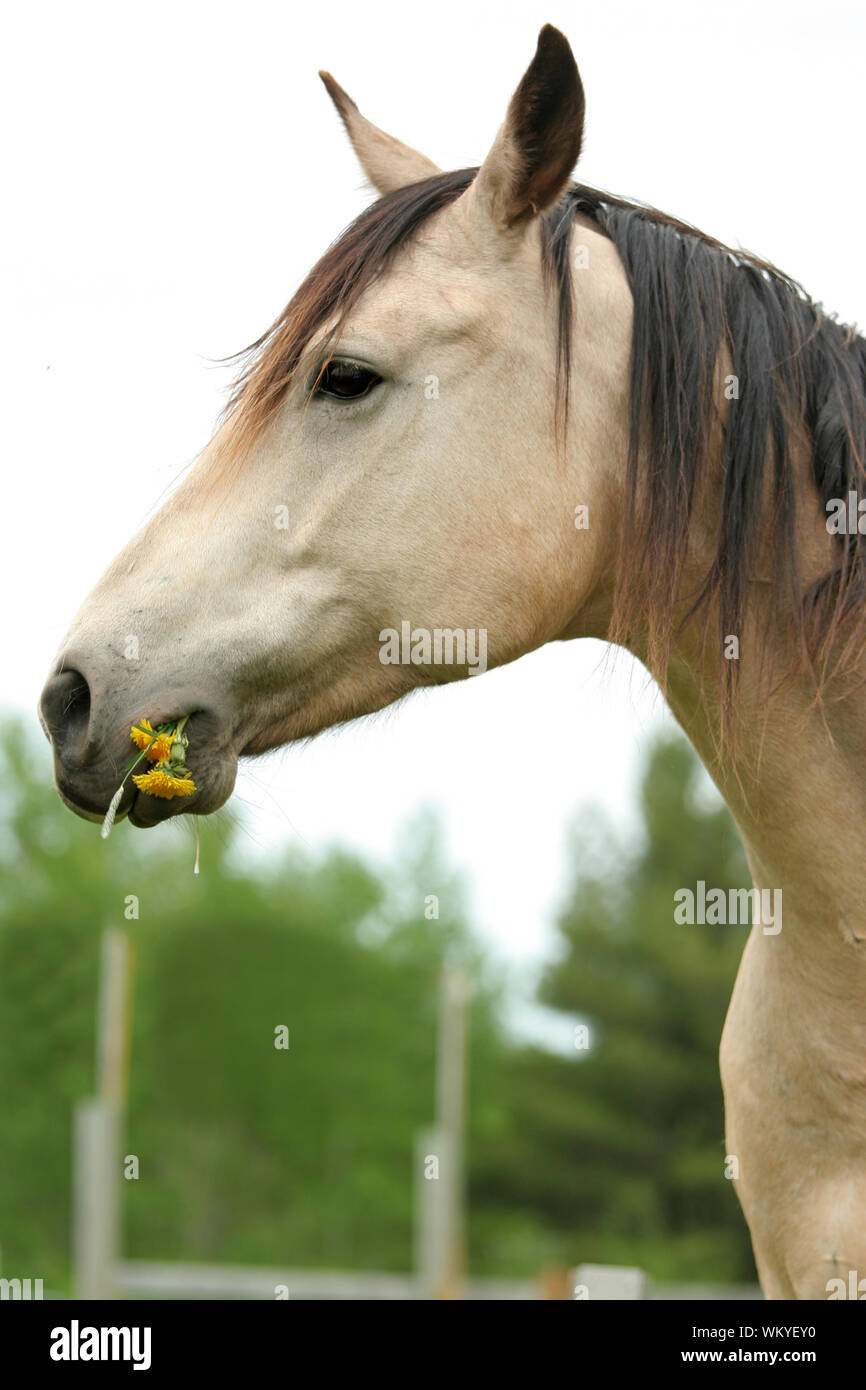 Stuffed horse head hi-res stock photography and images - Alamy