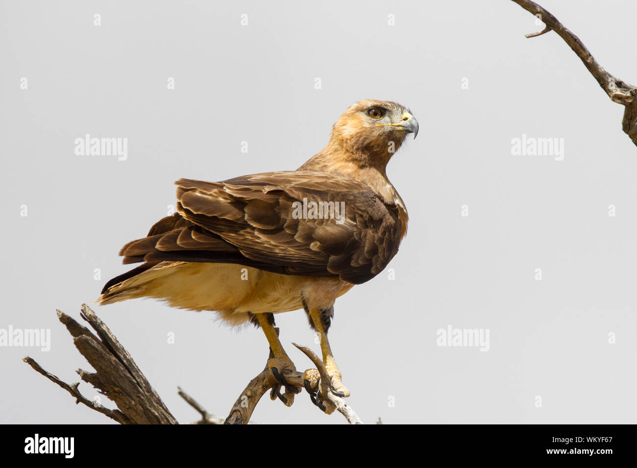 A steppe buzzard, I think, high in the stale trees in Kgalagadi Transfrontier Park, South Africa. Stock Photo