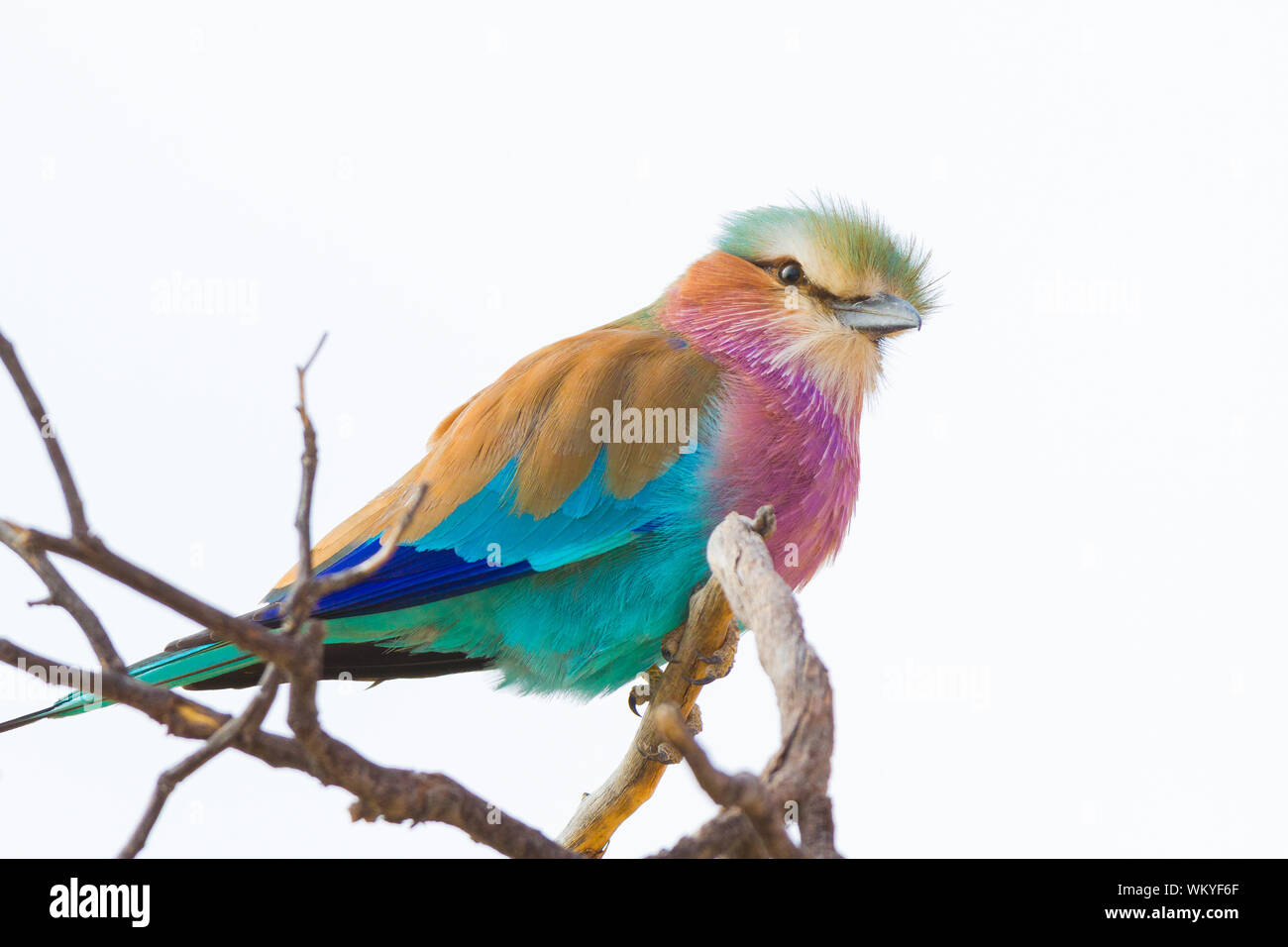 A lilac-breasted roller occupies a familiar spot next to the roads of the Kgalagadi Transfrontier Park, South Africa. Stock Photo
