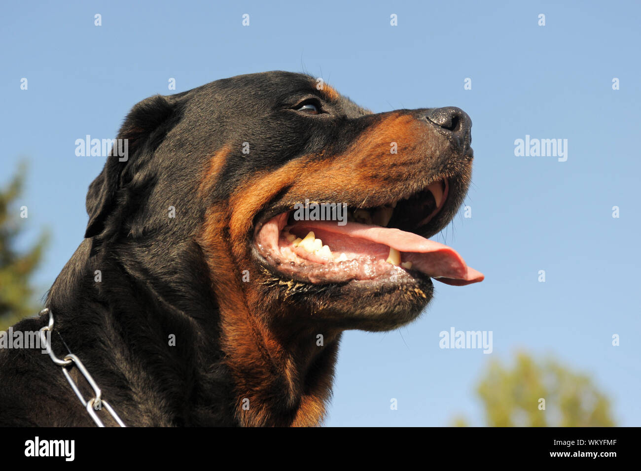 portrait of a purebred rottweiler in a garden Stock Photo - Alamy