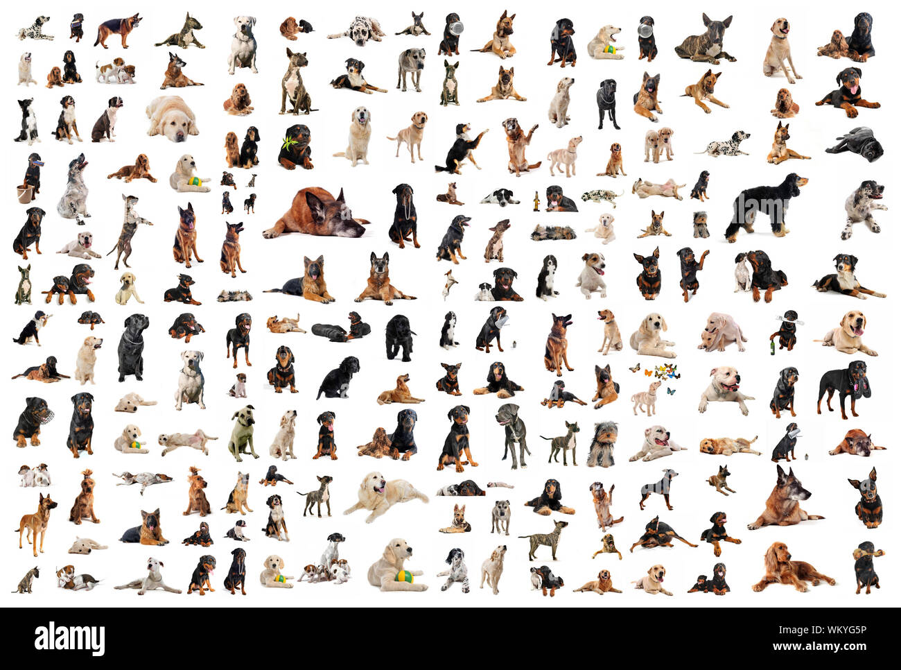 composite picture with purebred dogs in a white background Stock Photo ...