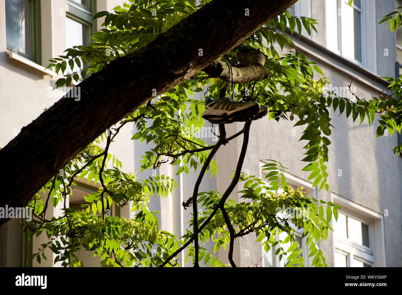 Shoes hanging in tree hires stock photography and images Alamy
