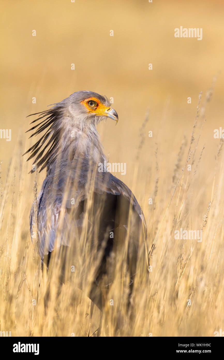 A secretary bird glances back covertly from its cover amongst the long grass of Kgalagadi Transfrontier Park, South Africa. Stock Photo