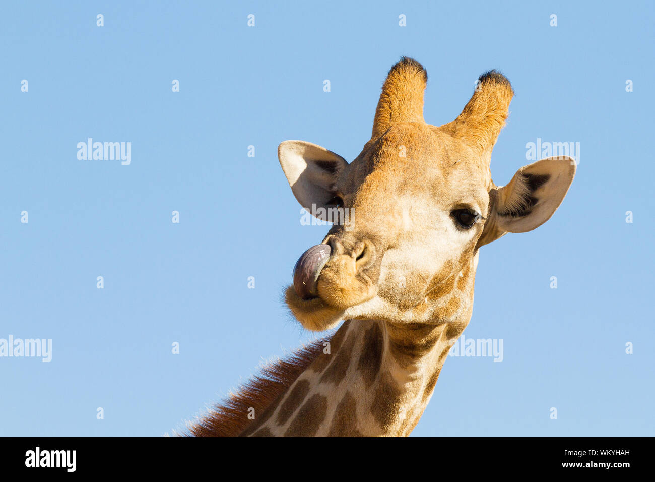 A giraffe licks its nose in Kgalagadi Transfrontier Park, South Africa. Stock Photo