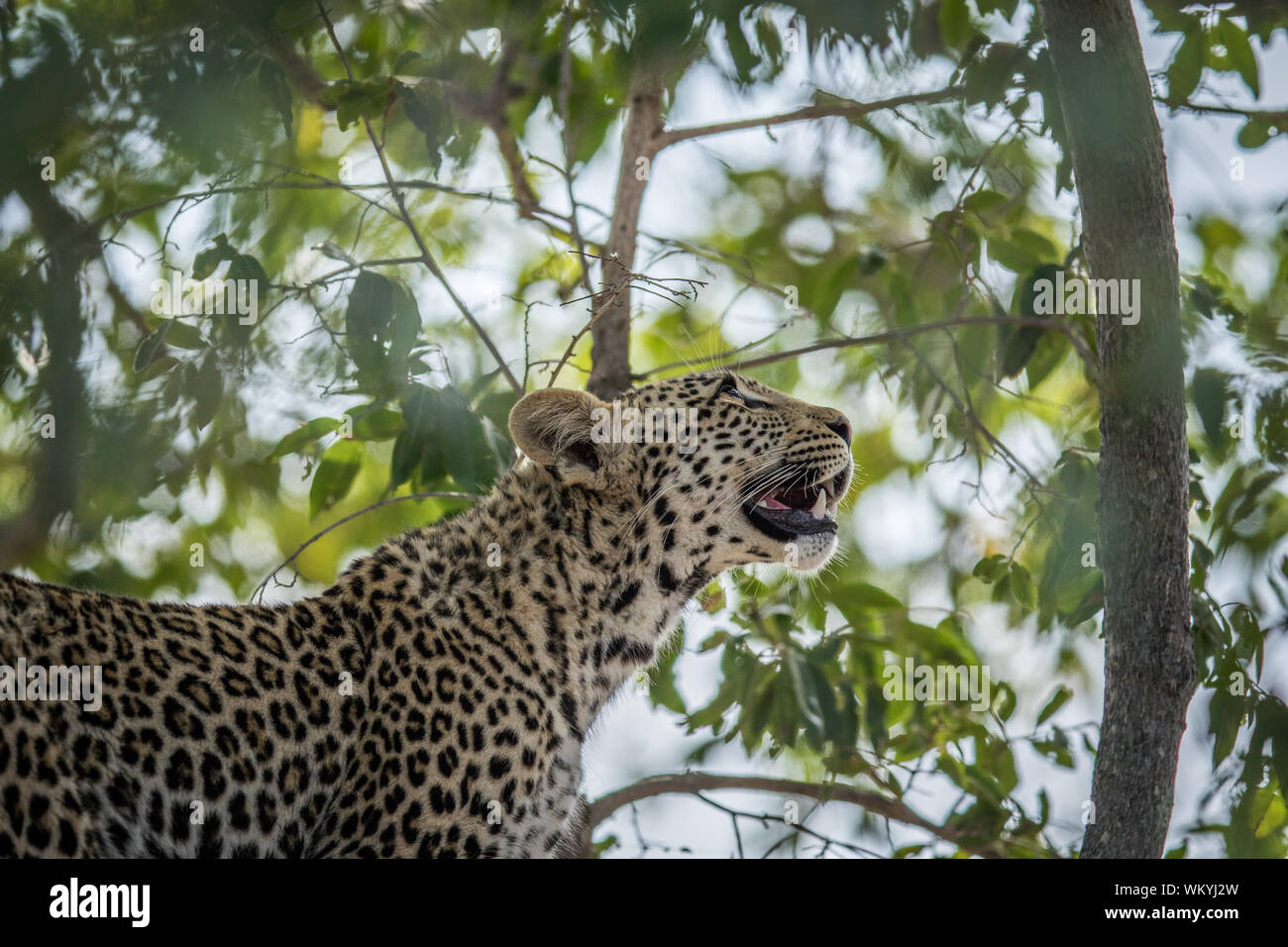 Low Angle View Of Cheetah Against Trees Stock Photo