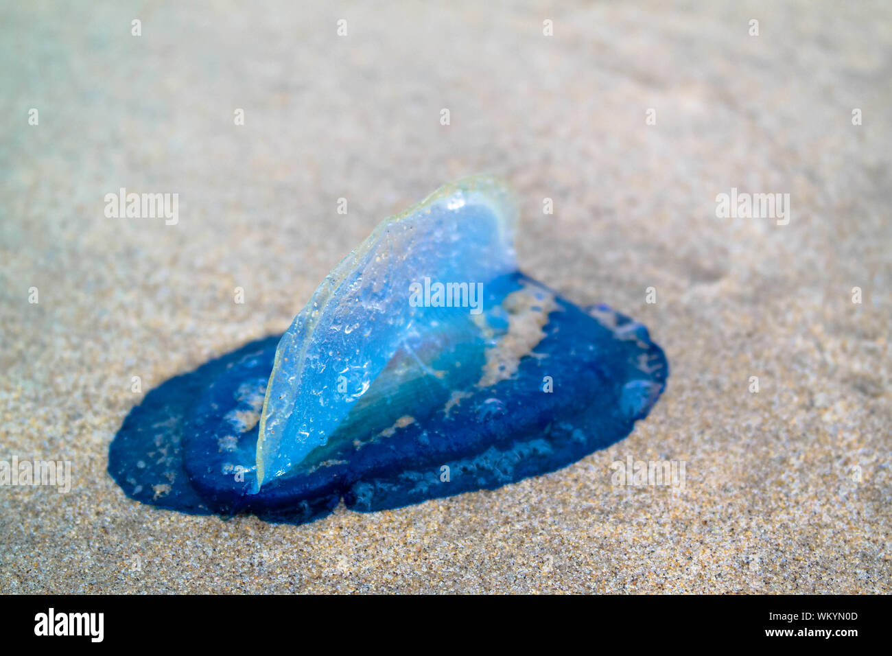 Blue Jellyfish On The Beach High Resolution Stock Photography And Images Alamy Blue Jellyfish On The Beach High Resolution Stock Photography And Images Alamy