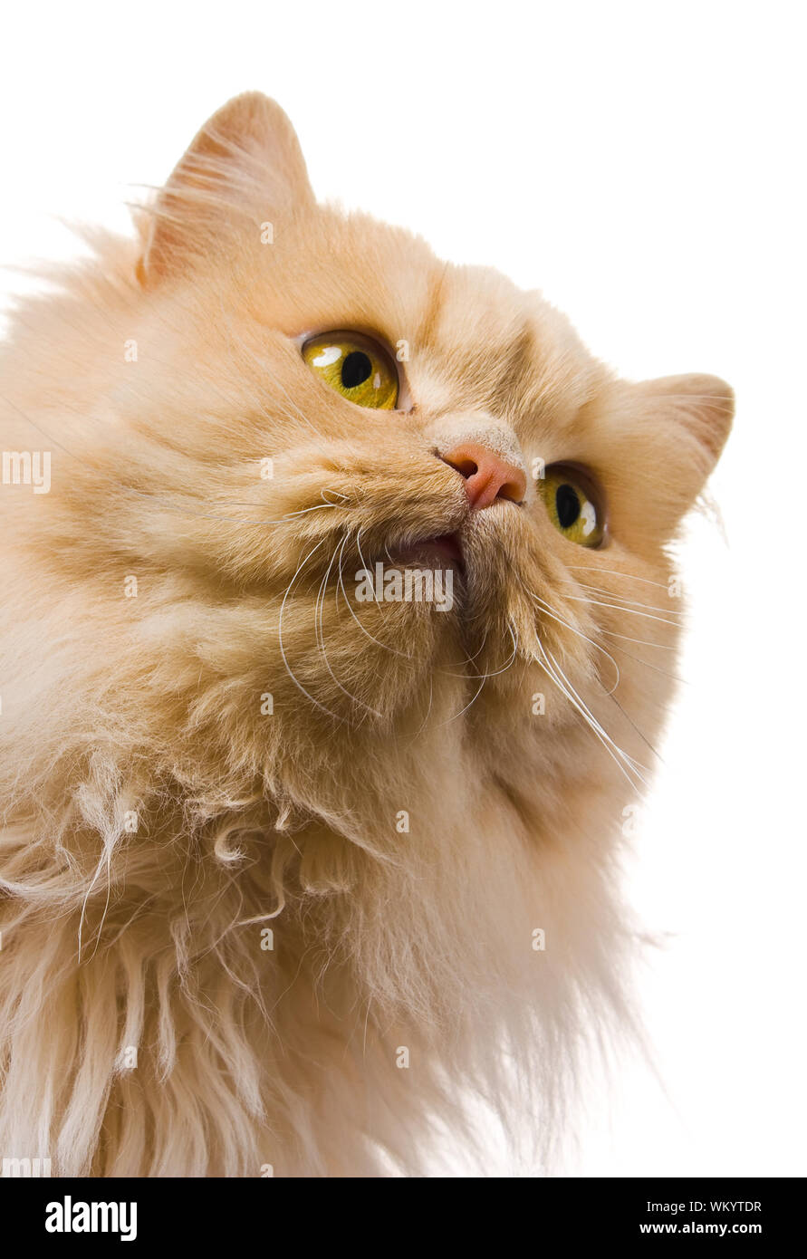 Cat isolated on white background Stock Photo - Alamy