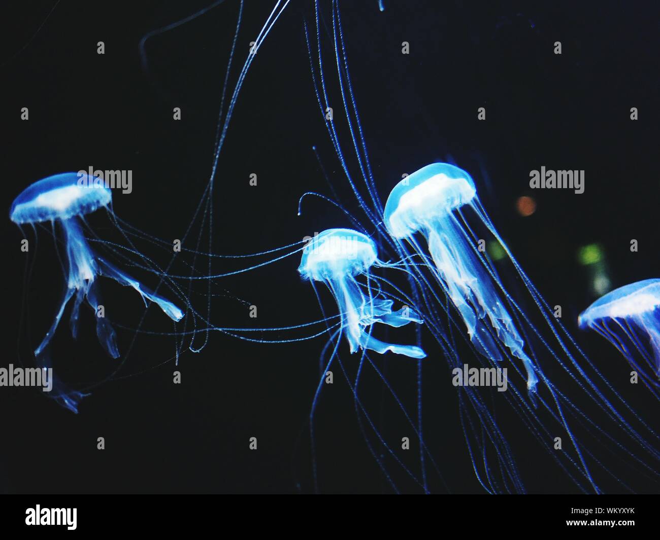 Blue Jellyfish Swimming In Sea Stock Photo