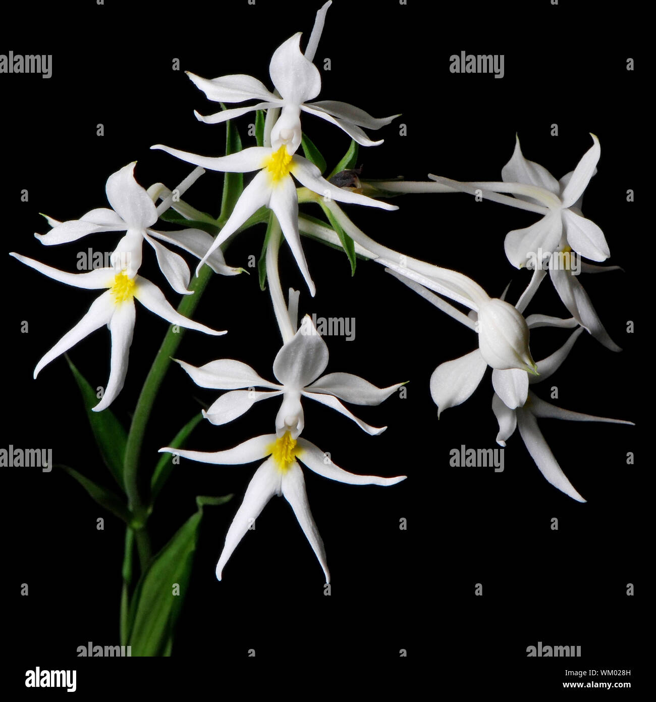 Beautiful white and yellow ground orchid flower, Calanthe leonidii, isolated on a black background Stock Photo