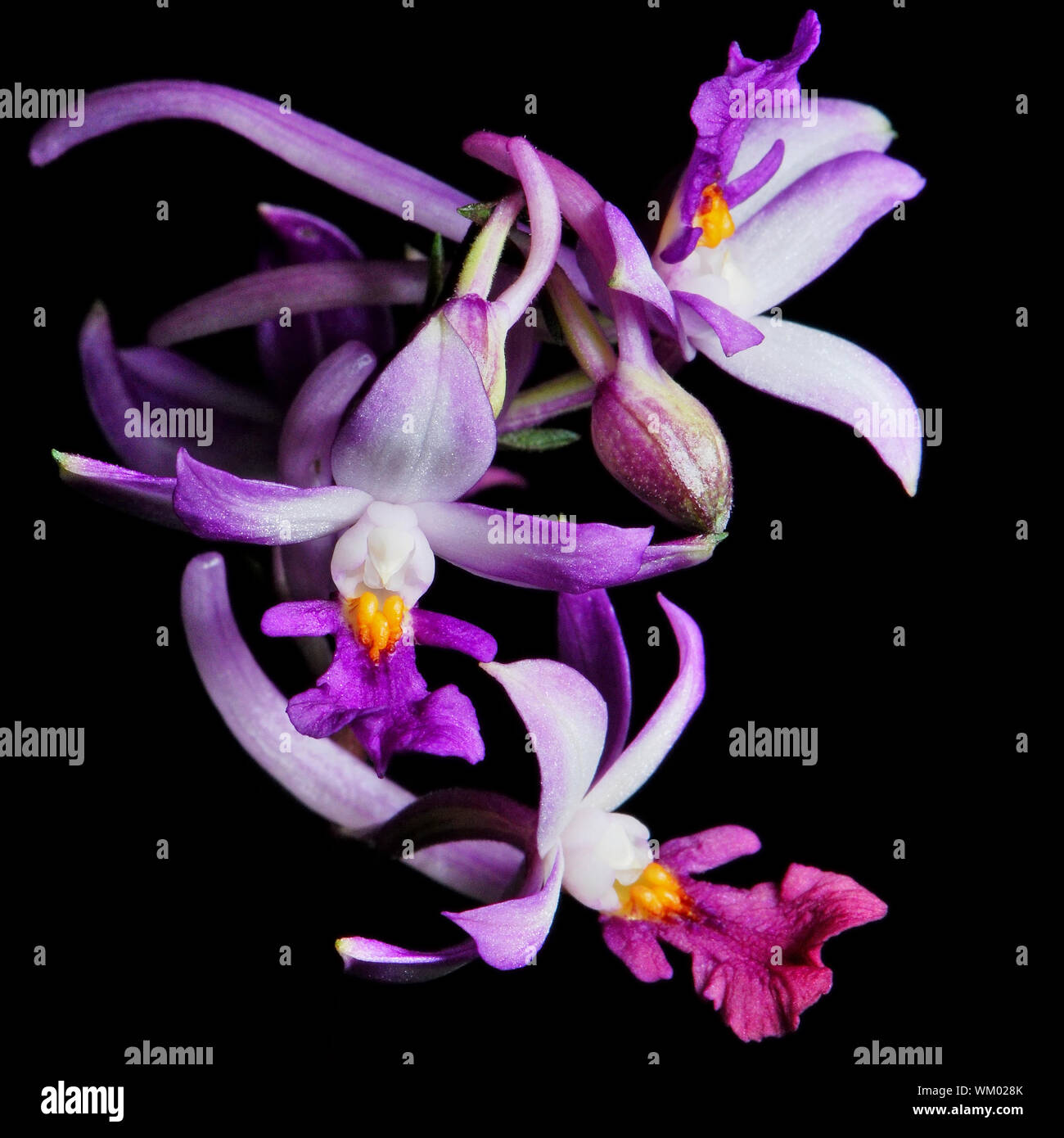 Purple ground orchid, Calanthe madagascariensis, native specie