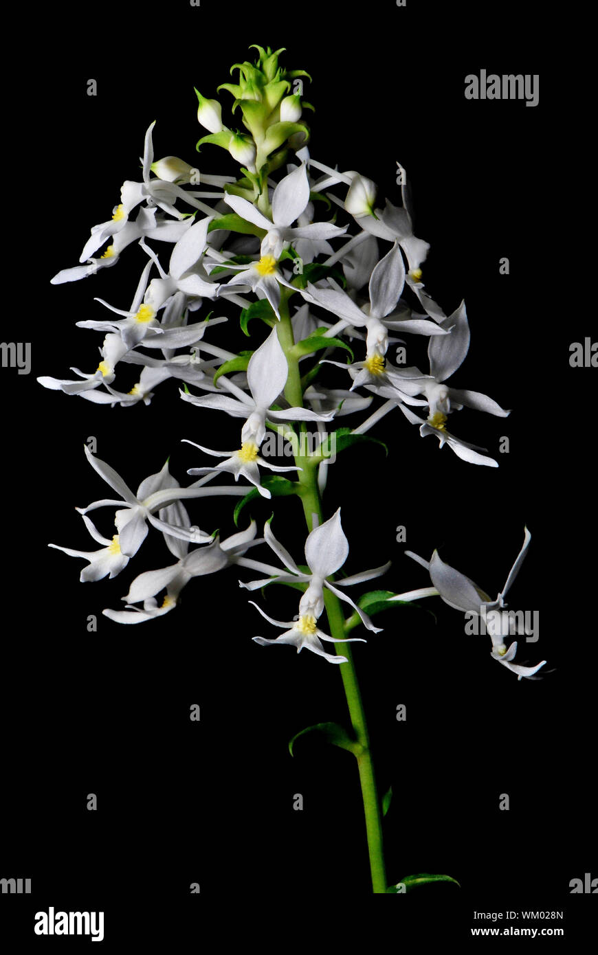 Beautiful white and yellow ground orchid flower, Calanthe leonidii, isolated on a black background Stock Photo
