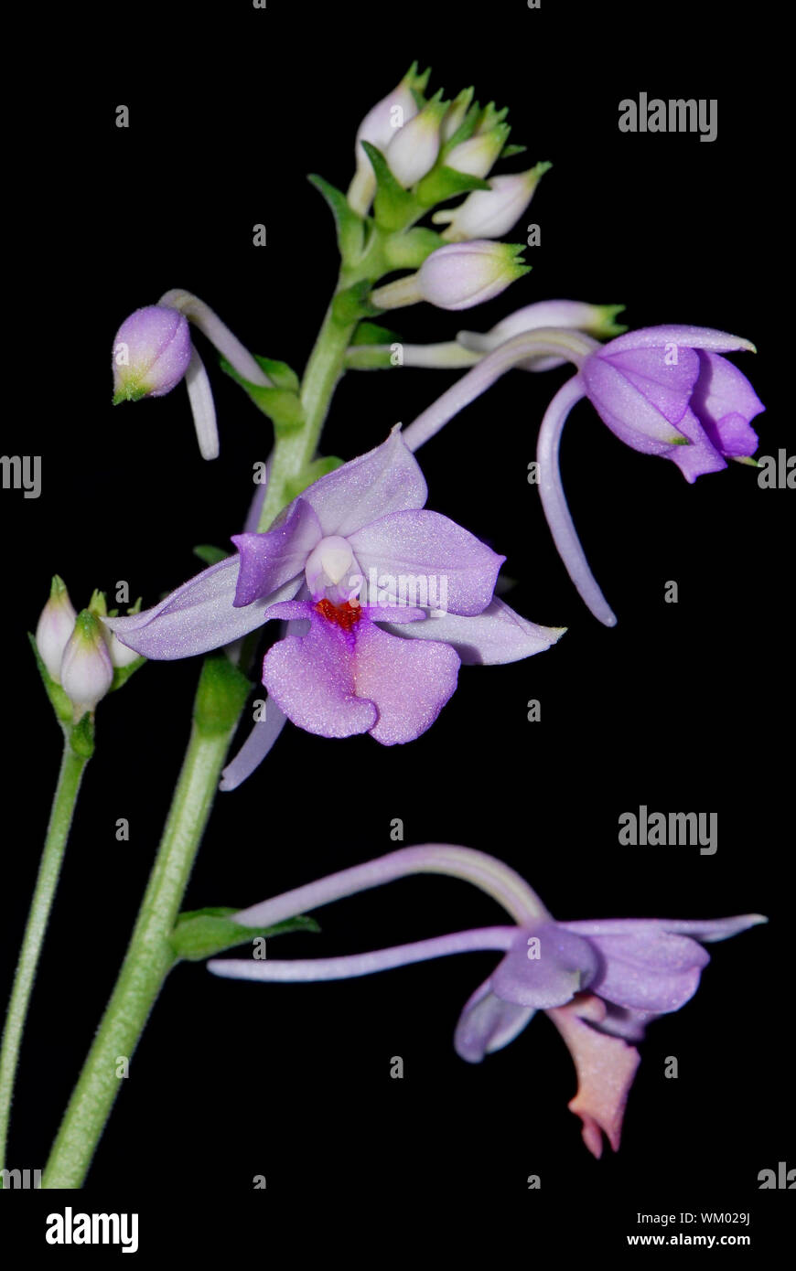 Beautiful purple ground orchid flower, Calanthe sylvatica or Calanthe masuca, isolated on a black background Stock Photo