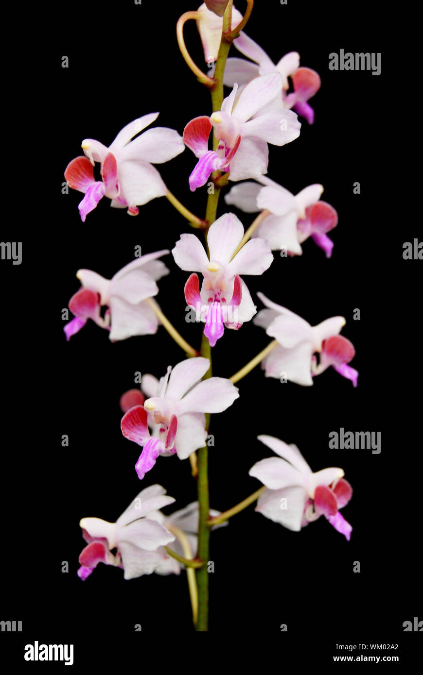 Beautiful pink terrestrial orchid, Doritis pulcherrima, isolated on a black background Stock Photo