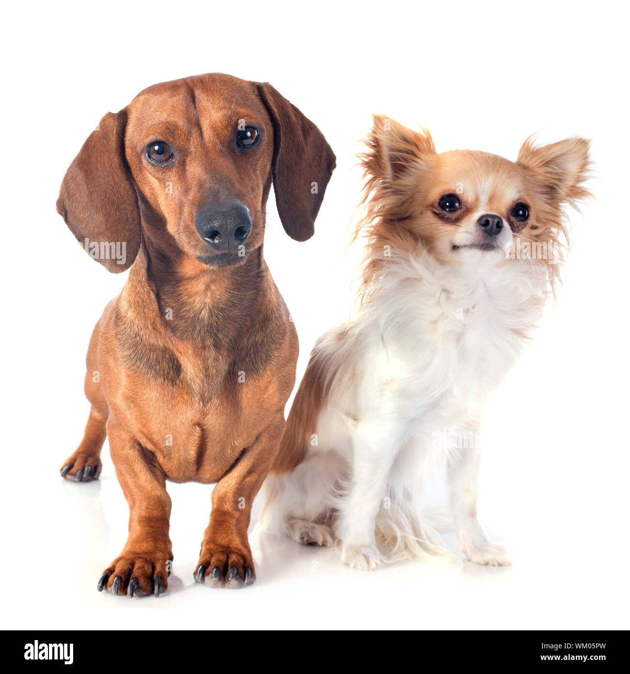 Chihuahua and wiener dog 2025