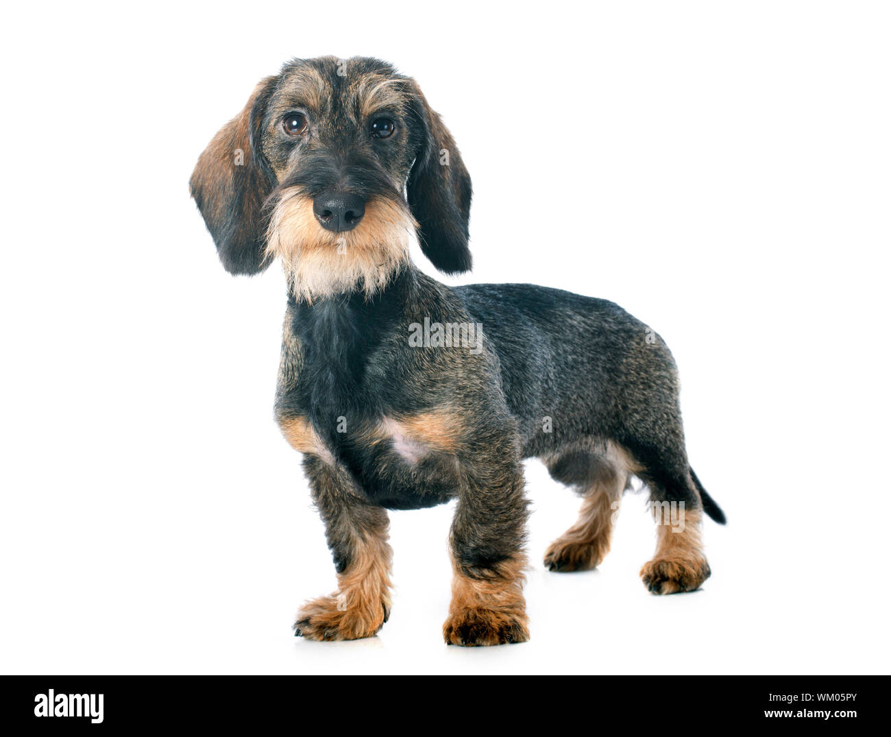 white wire haired dachshund