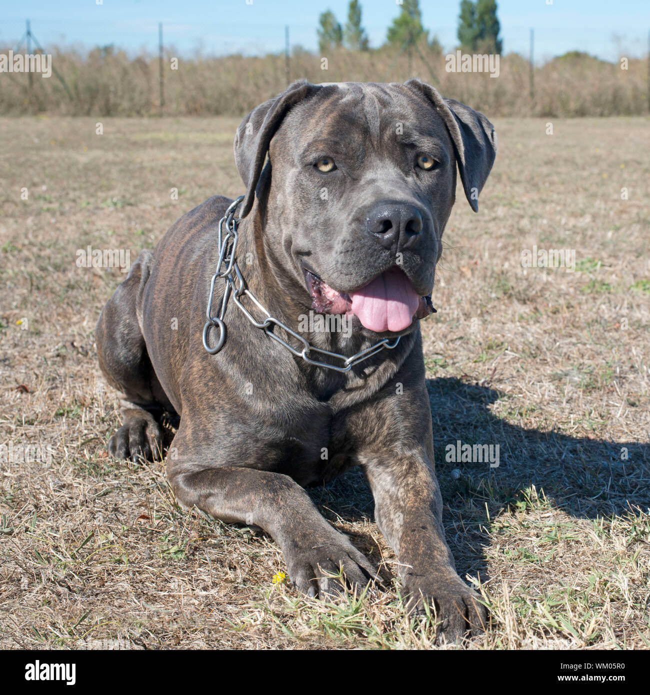 Purebred 2025 italian mastiff