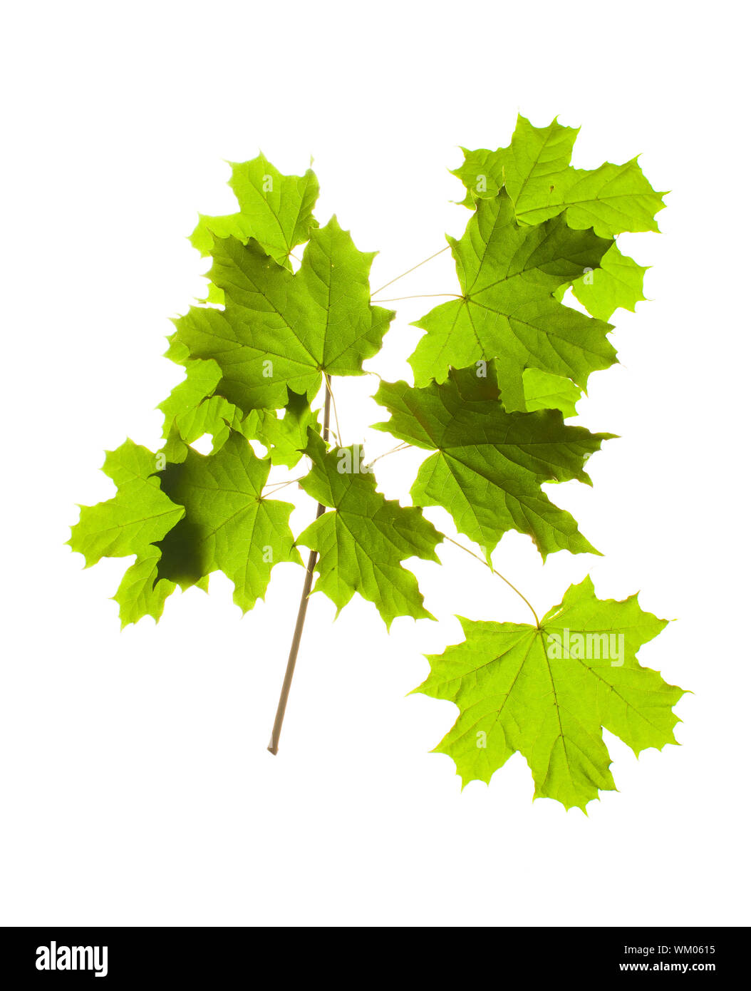 Leaves Isolated on white background Stock Photo - Alamy