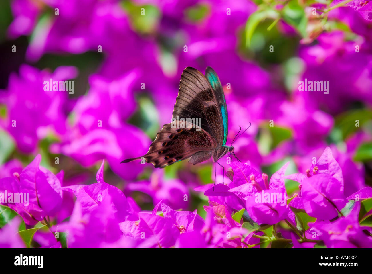 Blue Swallowtail Butterfly Stock Photo - Alamy