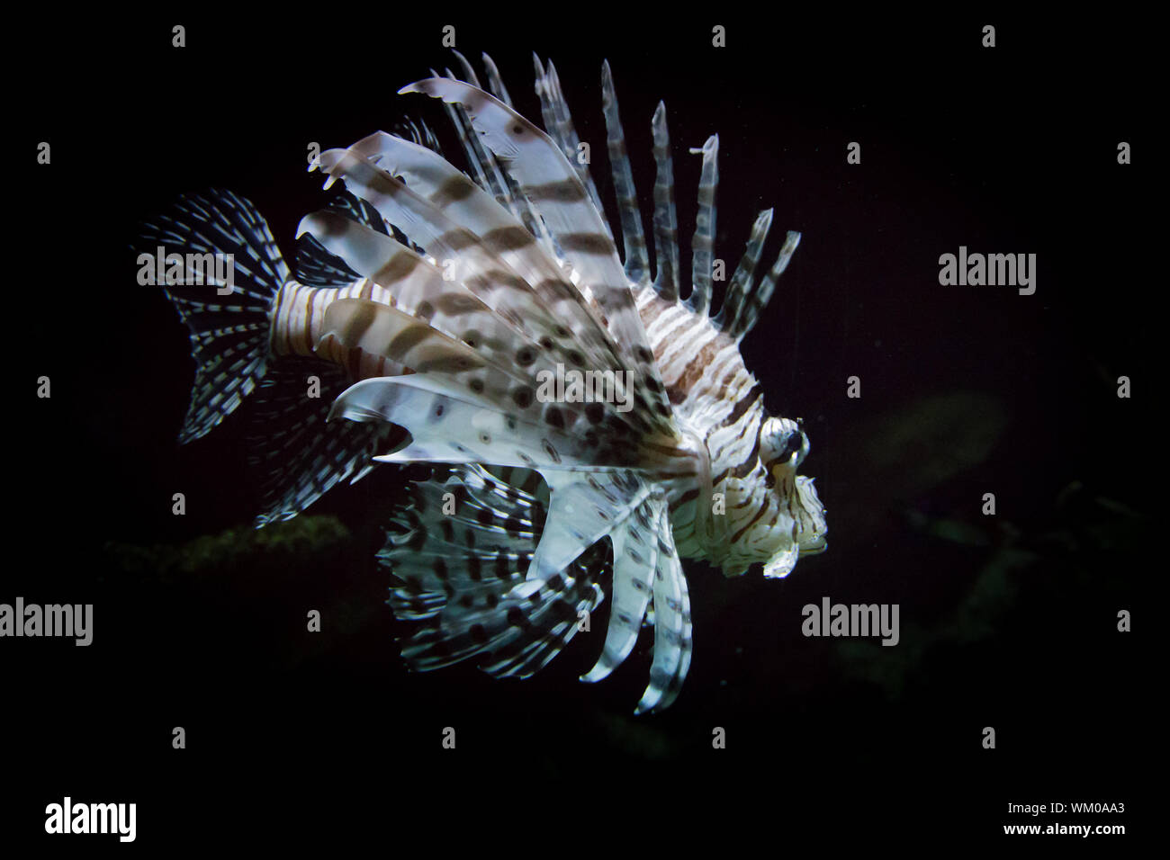 Black striped fish hires stock photography and images Alamy