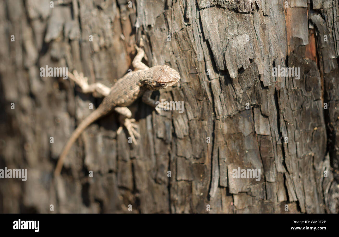 A Sagebrush lizard on a tree in a recently burned forest Stock Photo