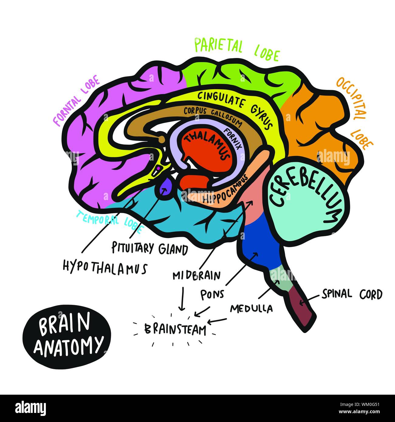 Colorful human brain anatomy vector illustration Stock Vector