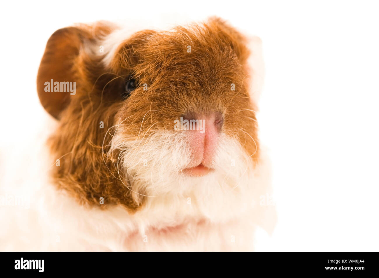 baby guinea pig Stock Photo - Alamy