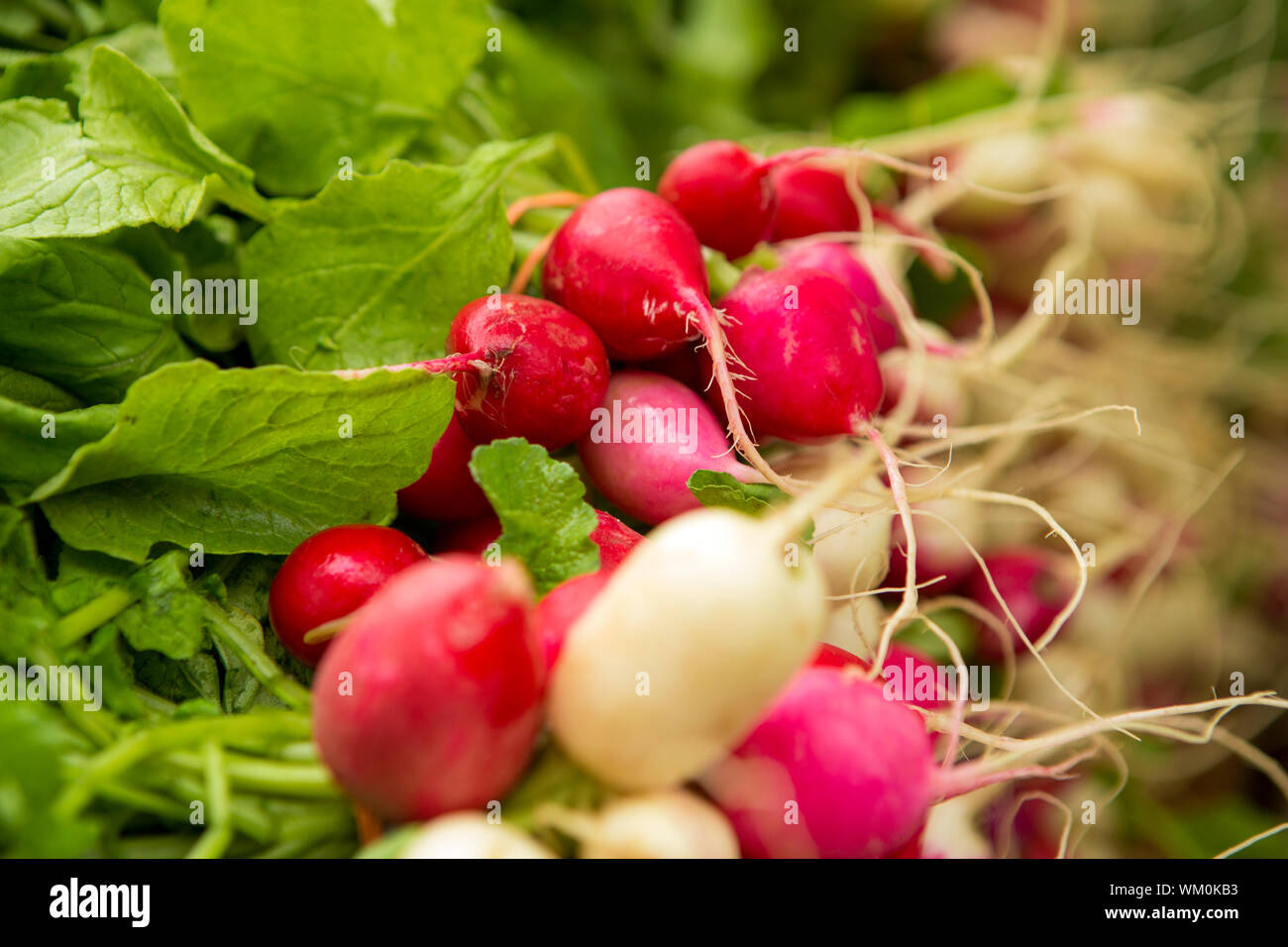 Target Radish Organic radishes from a local market Stock Photo - Alamy