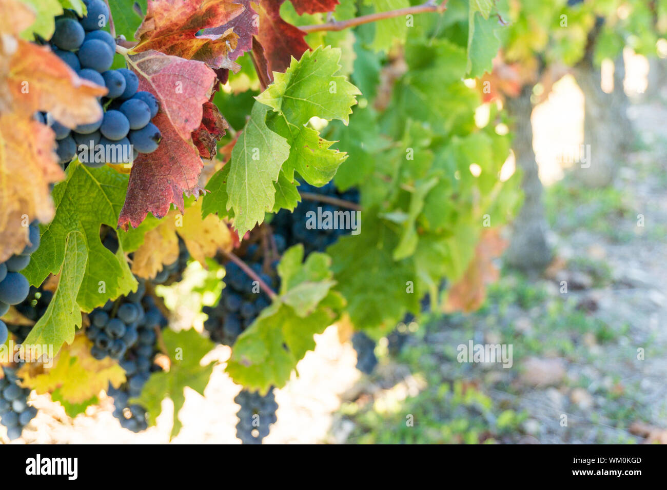 Grape Vines in the Loire Valley of France Stock Photo Alamy