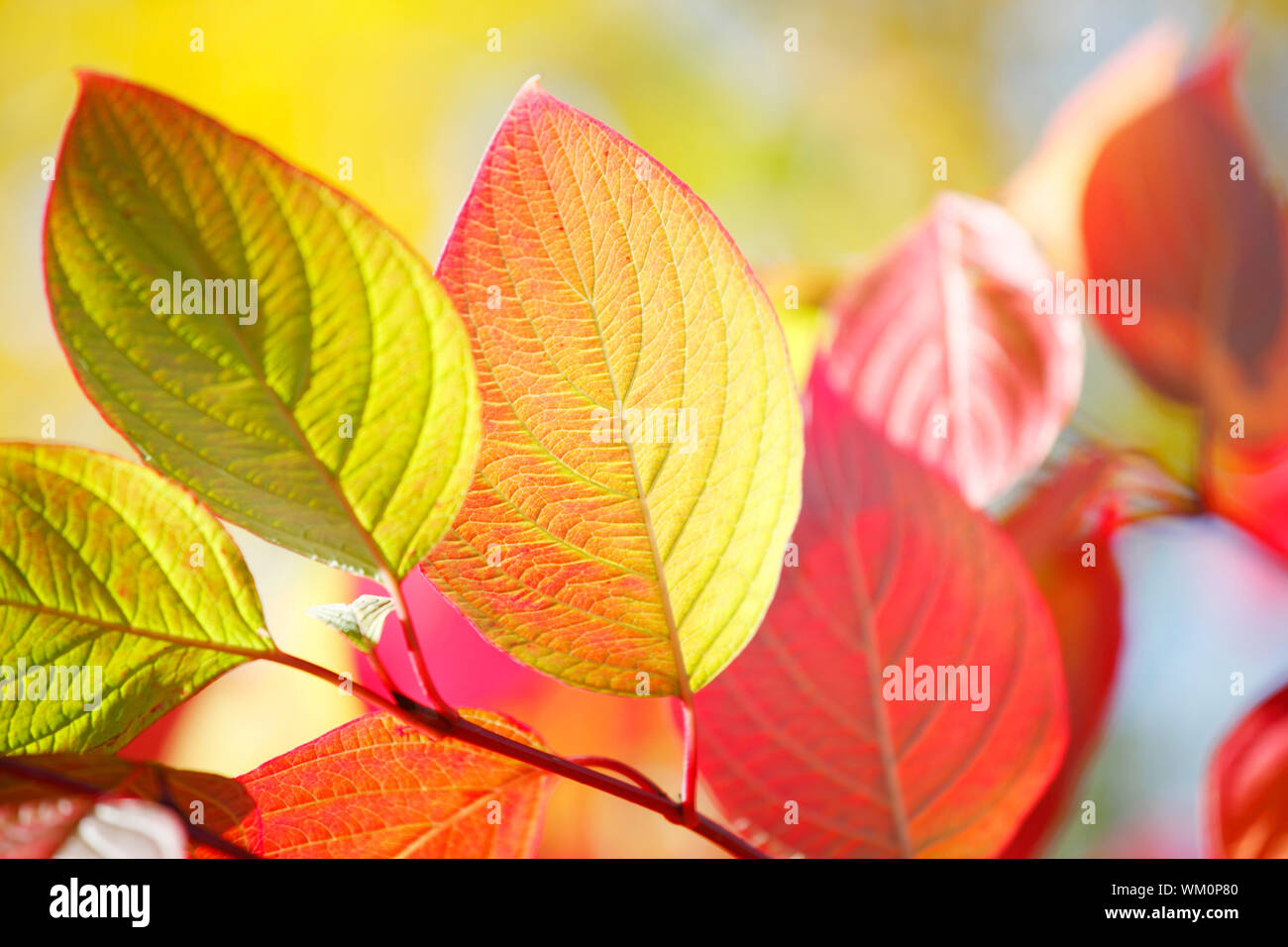 Colorful autumn leaves on tree outdoors, close-up view Stock Photo - Alamy