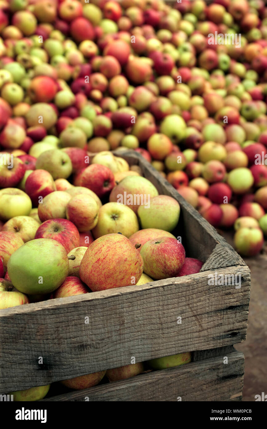 Apples for apple juice Stock Photo Alamy
