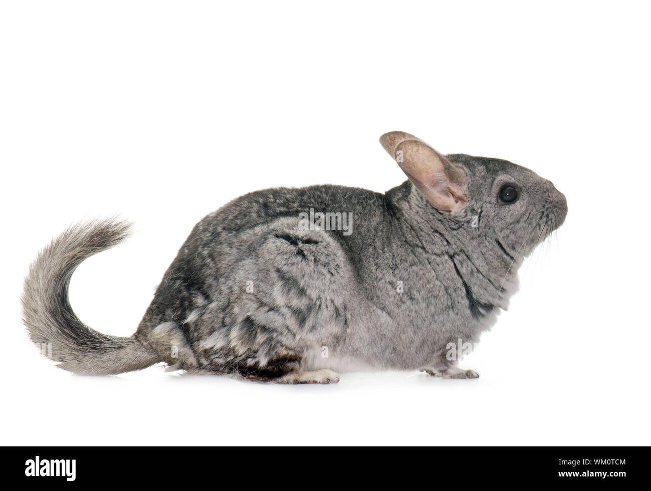 The rat pack hires stock photography and images Alamy