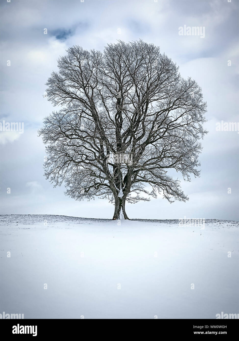 Image nice lonely tree hi-res stock photography and images - Alamy