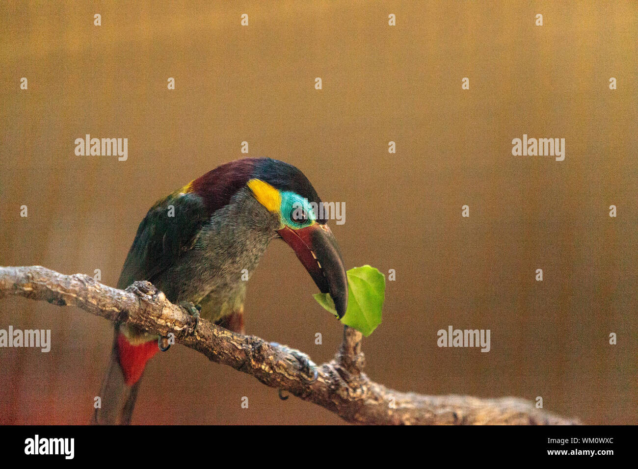 Close-up Of Toucan Eating Leaf While Perching On Branch In Cage Stock Photo