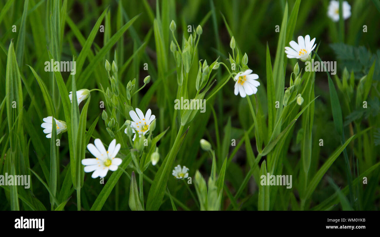 Close-up Of White Flower On Grass Stock Photo