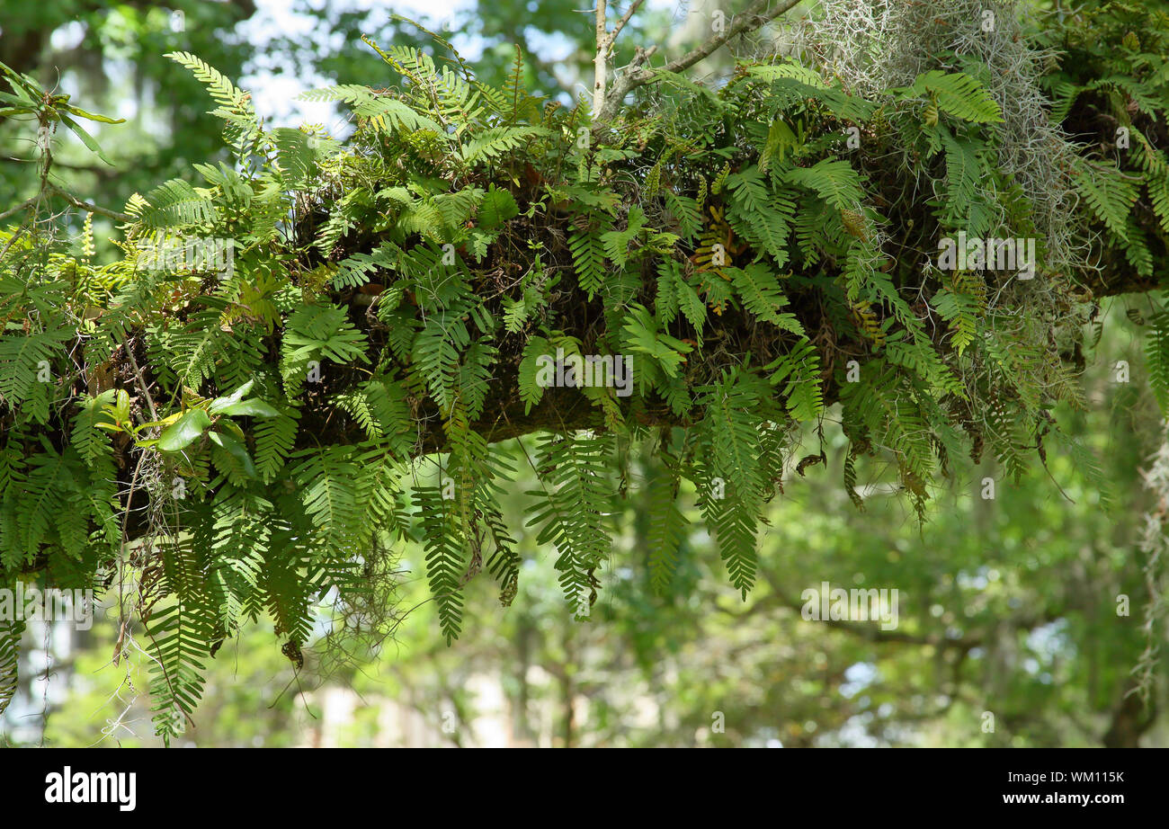 Spanish moss and ferns on a live oak branch in a downtown park in
