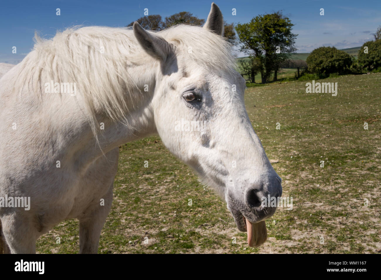 Horse tongue out hires stock photography and images Alamy