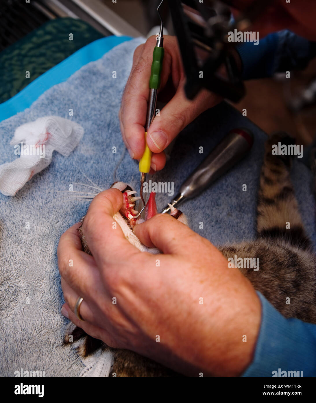 Feline teeth cleaning hires stock photography and images Alamy
