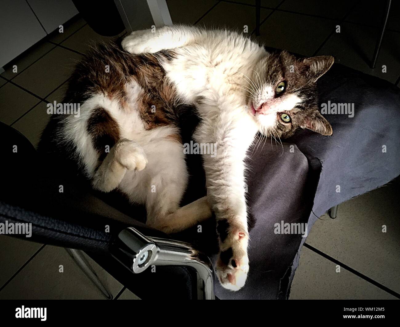 Laying on chair hires stock photography and images Alamy