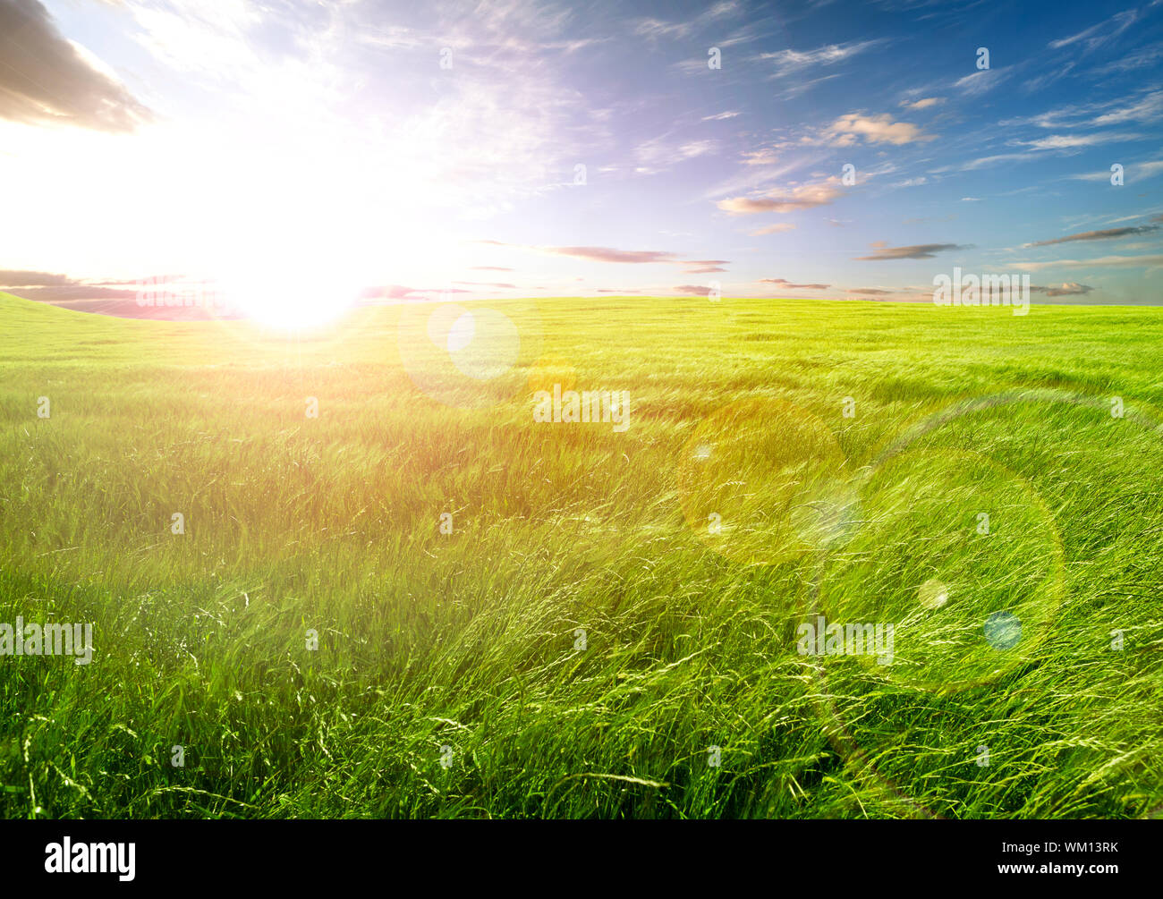 field of green grass and sunset clouds.Nature background Stock Photo ...