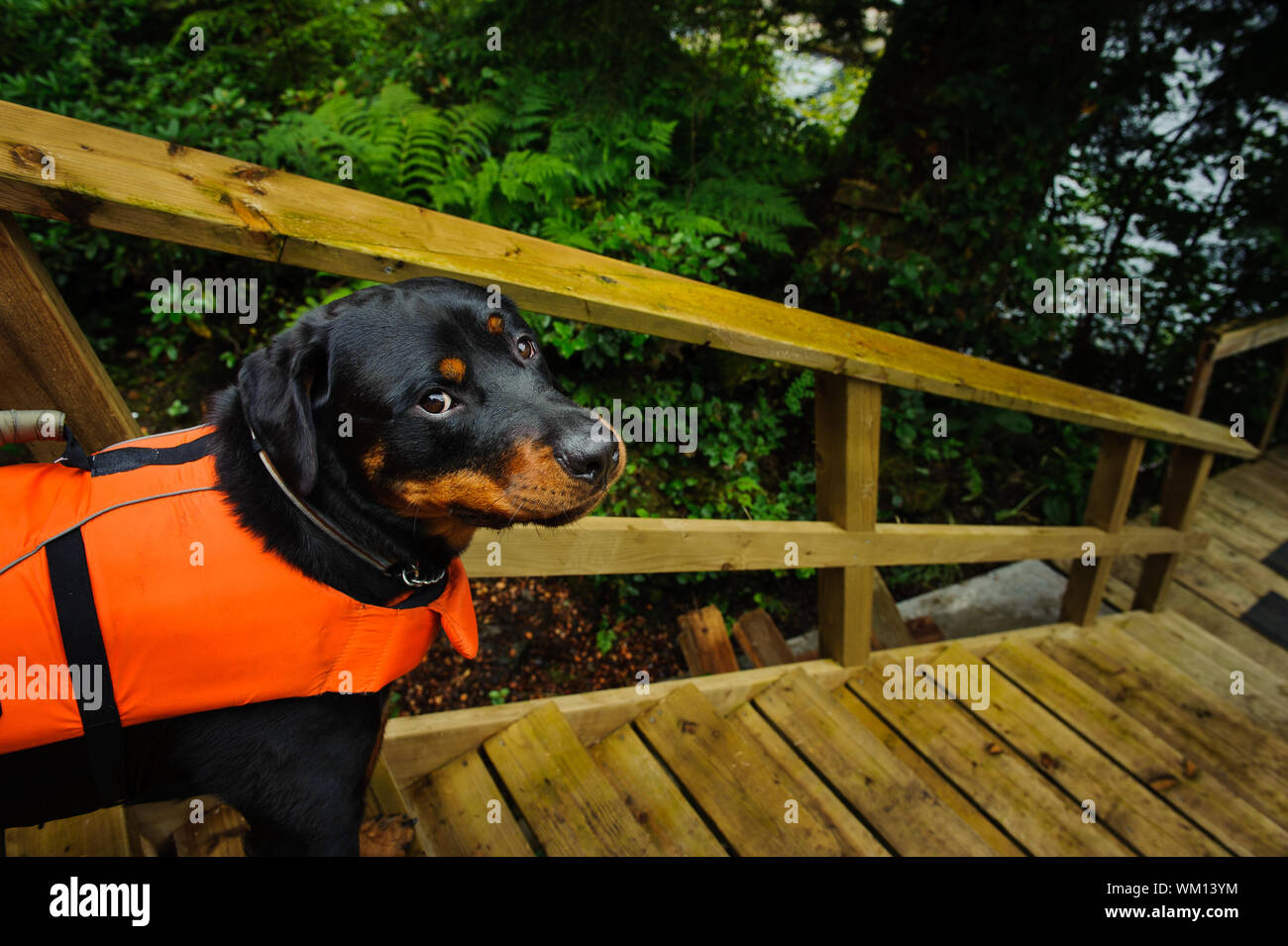 dog life jacket for rottweiler