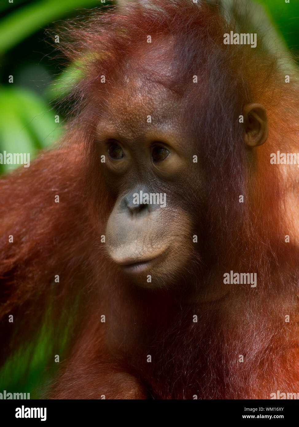 Borneo Orangutan Stock Photo