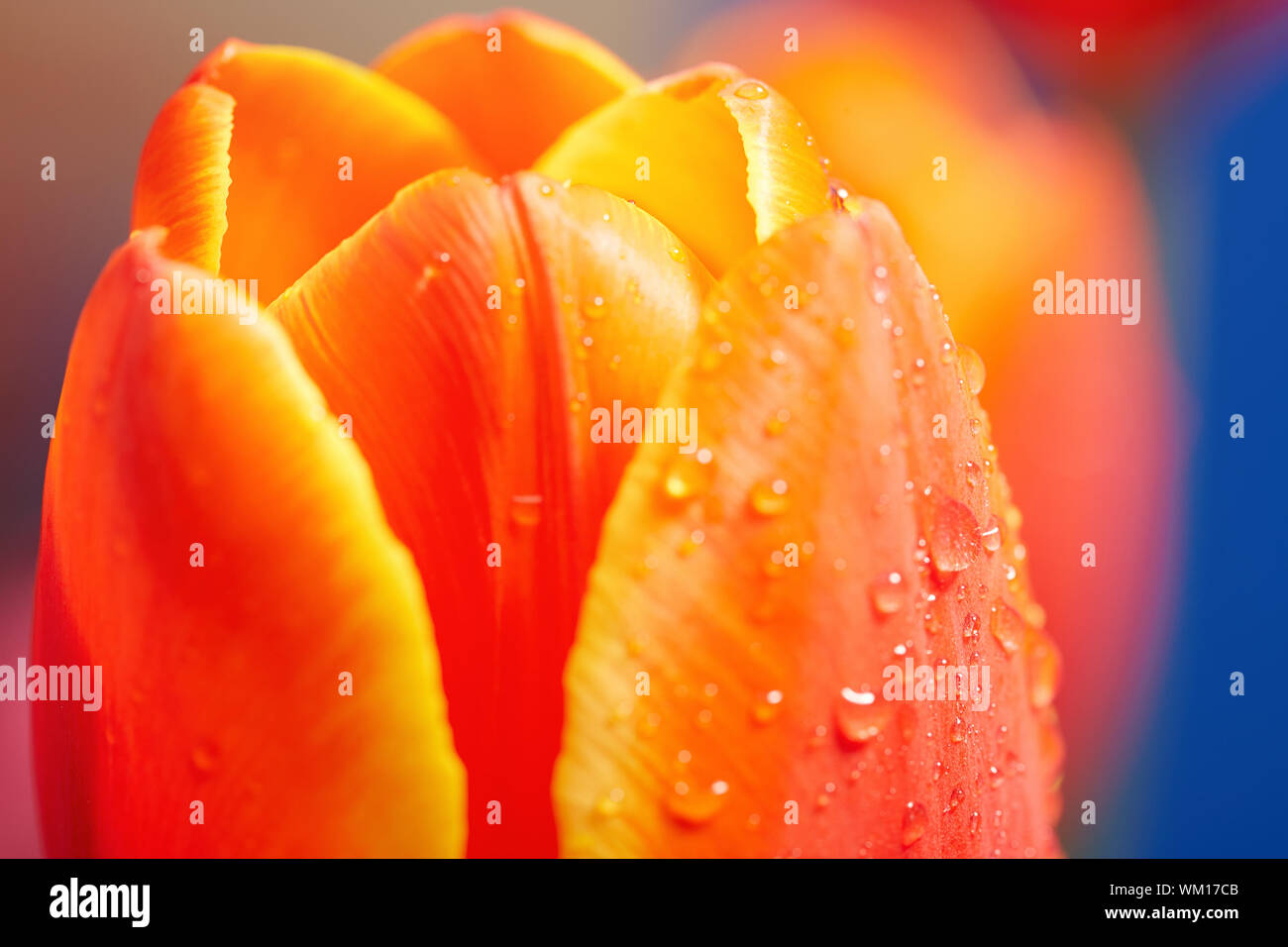 送料無料◆2025新品  Wet tulip hi-res stock photography and images - Page 19 - Alamy ネームタグ