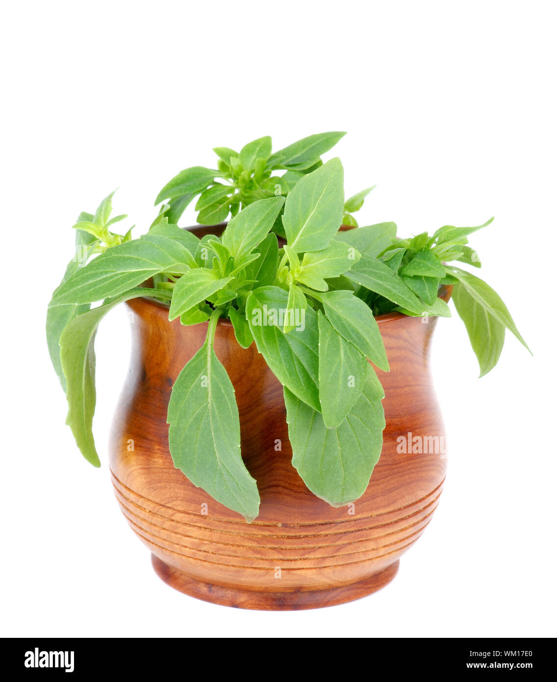 Fresh Raw Green Basil Leaves in Wooden Pot isolated on white background ...